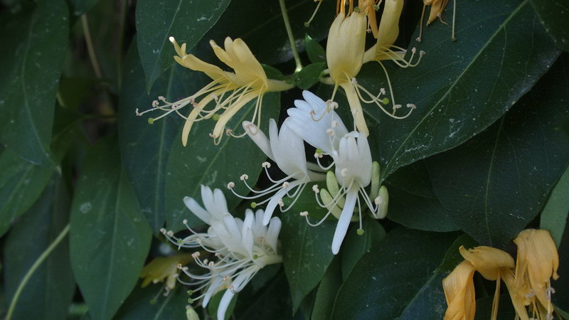 Ai margini 1 - Lonicera japonica